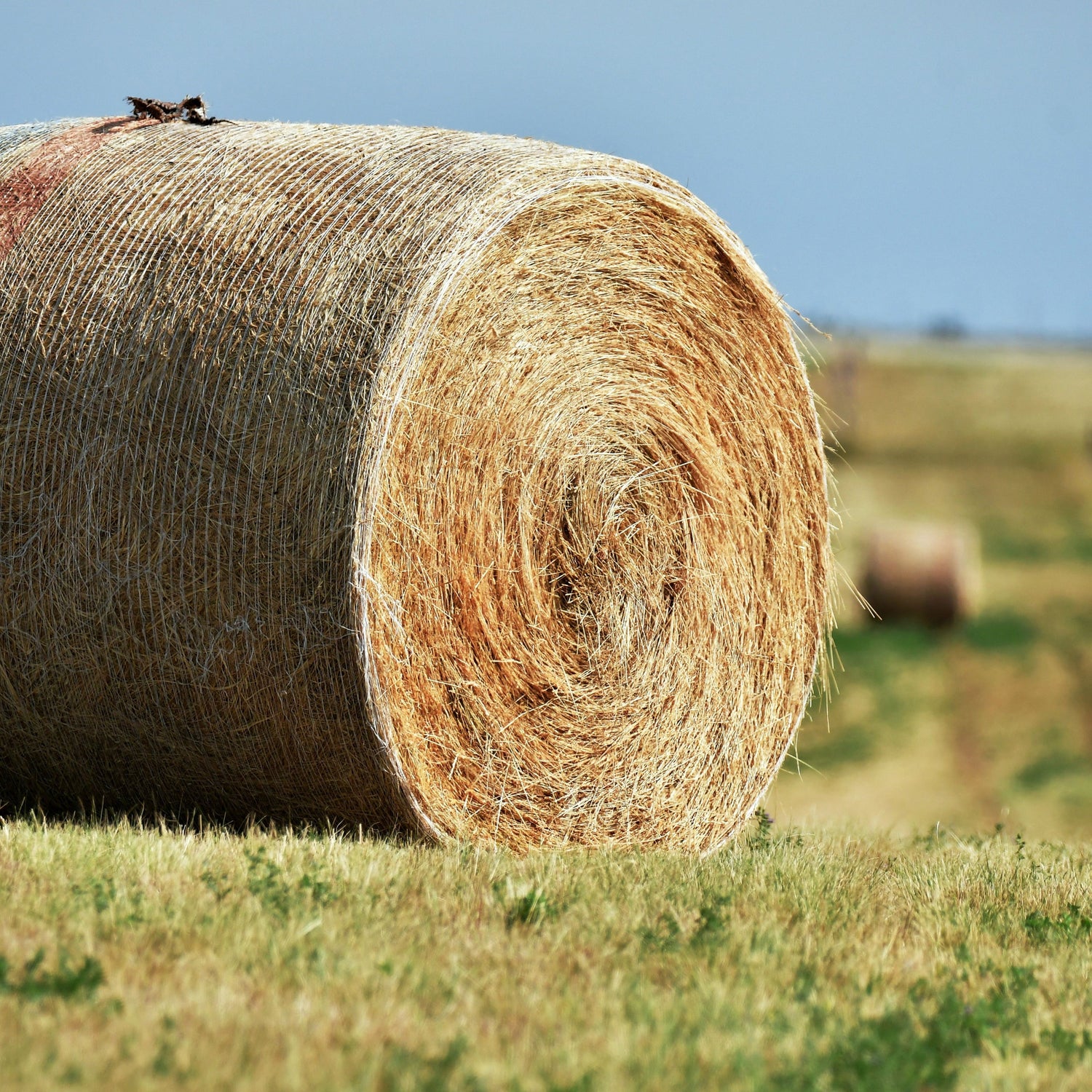 Farm & Ranch