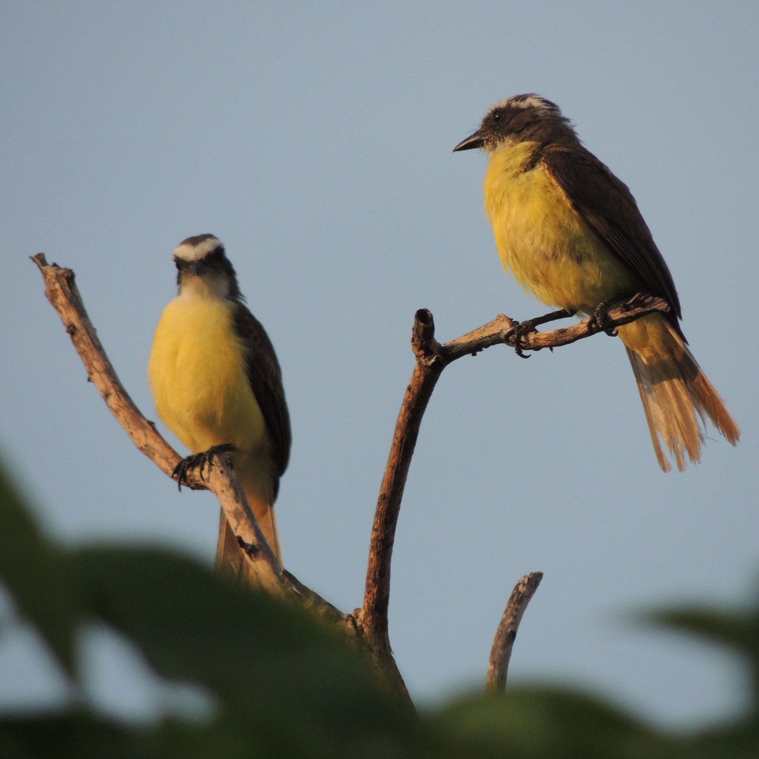 Birds