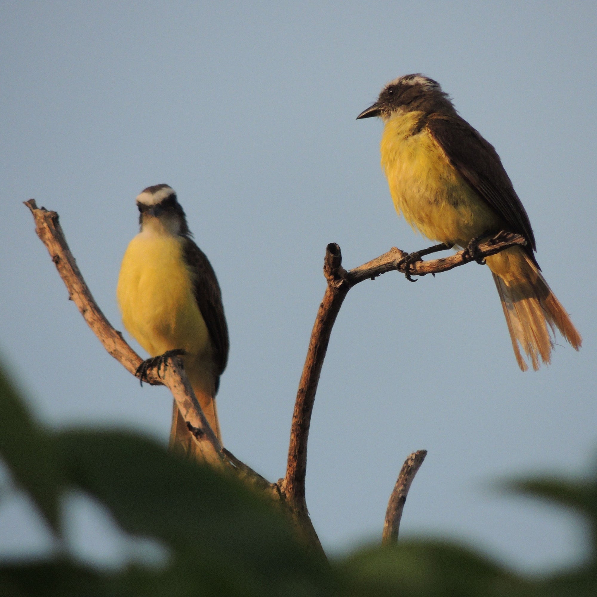 Birds