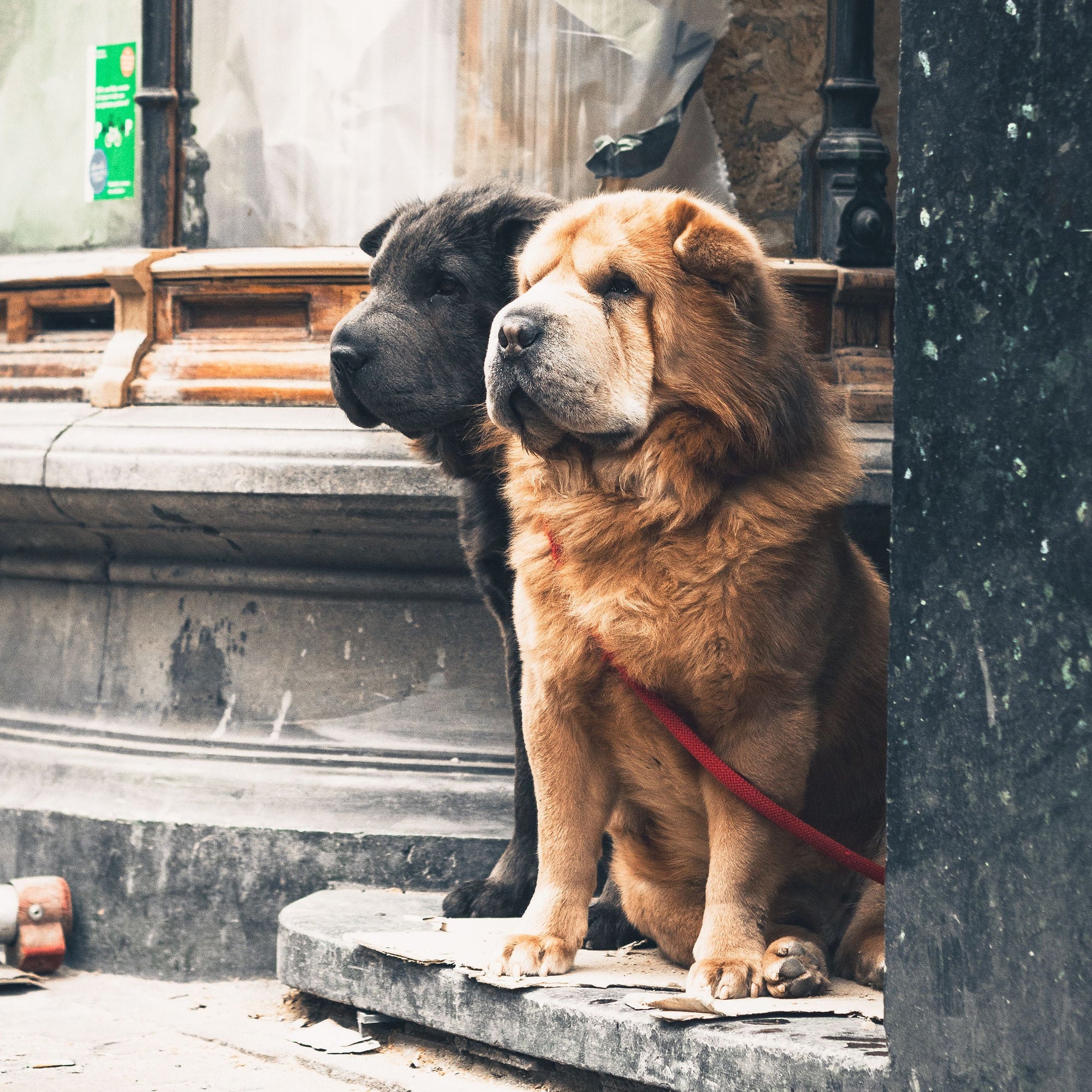 Dogs