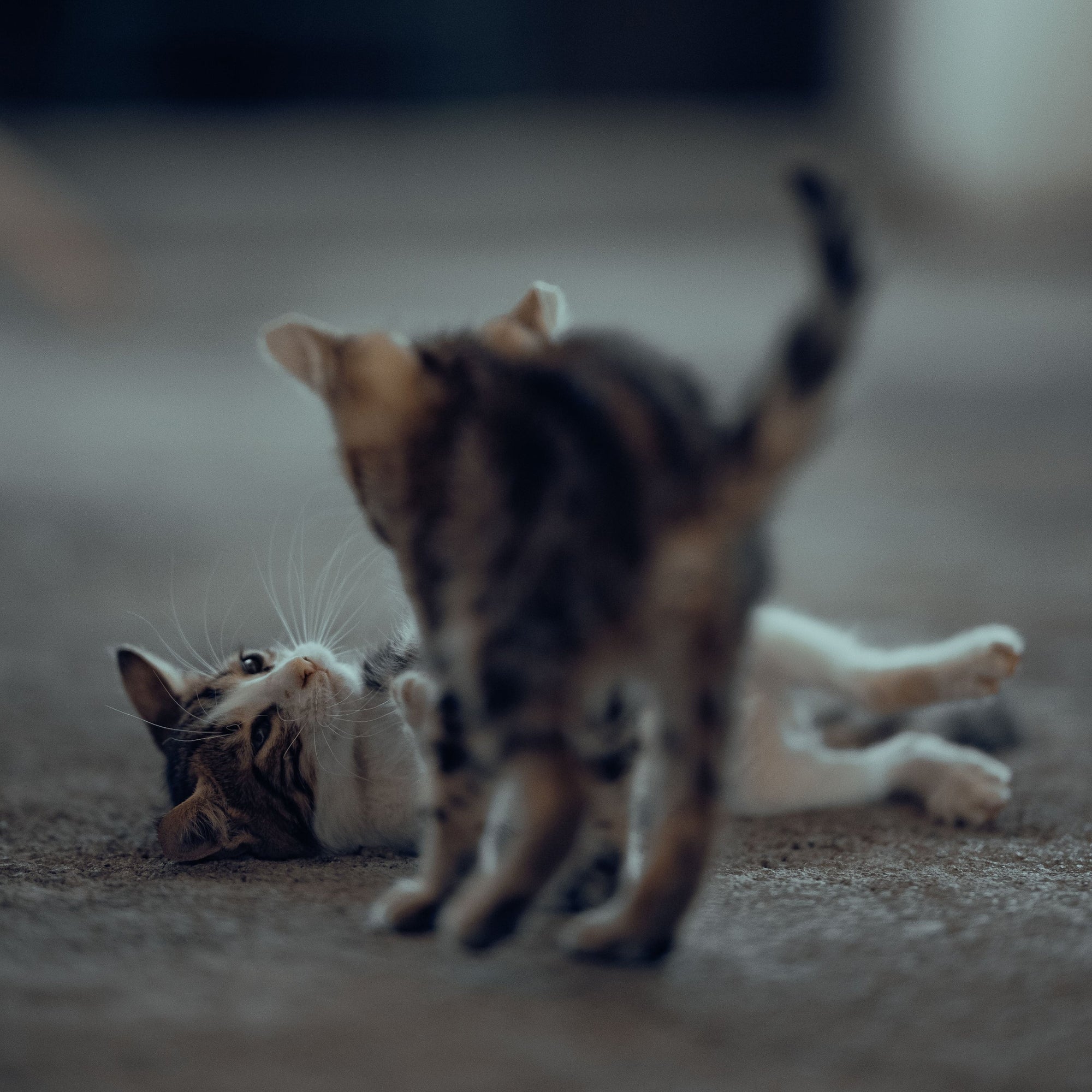 Cats